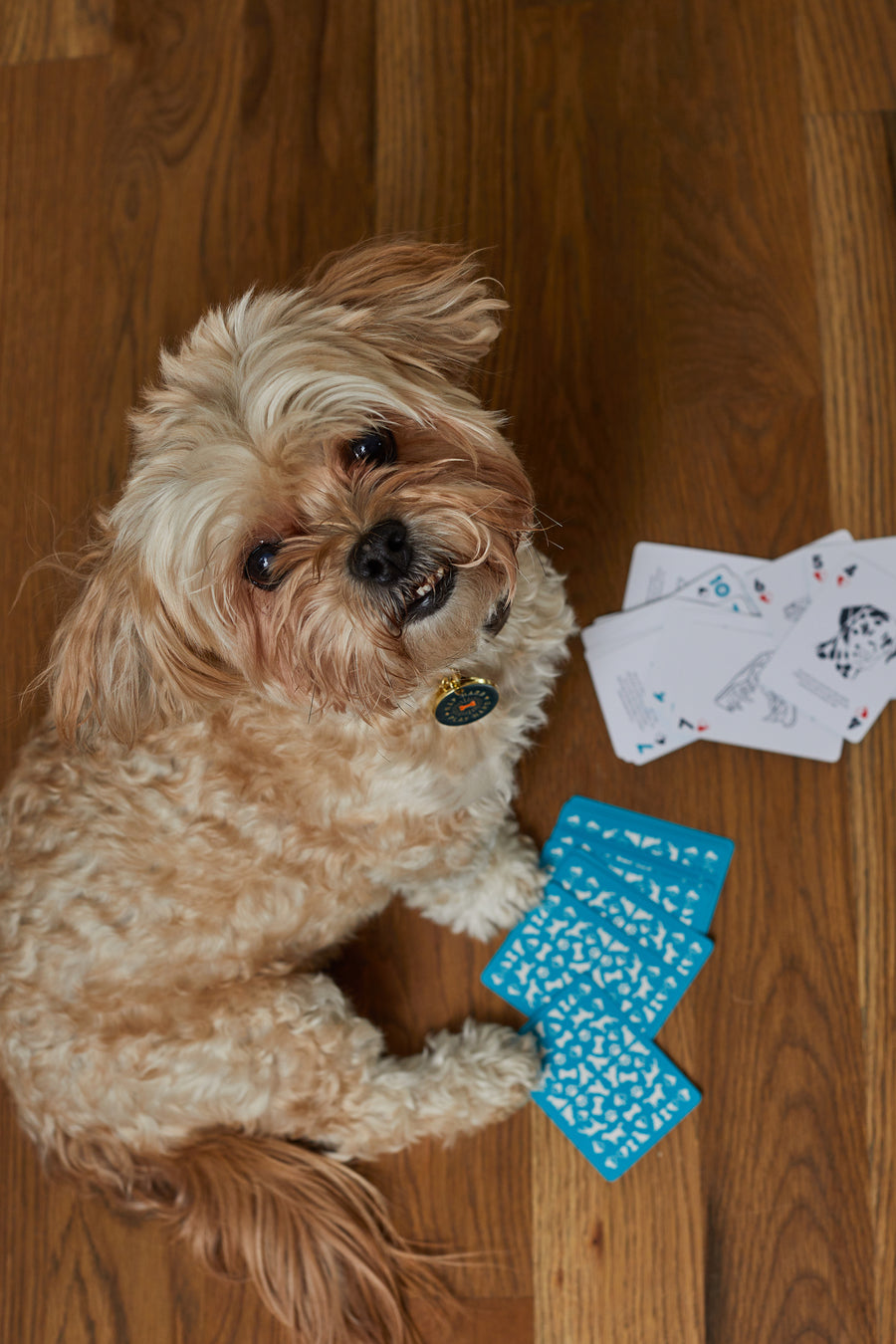 Dog Fact Playing Cards fanned on the ground next to a cute dog