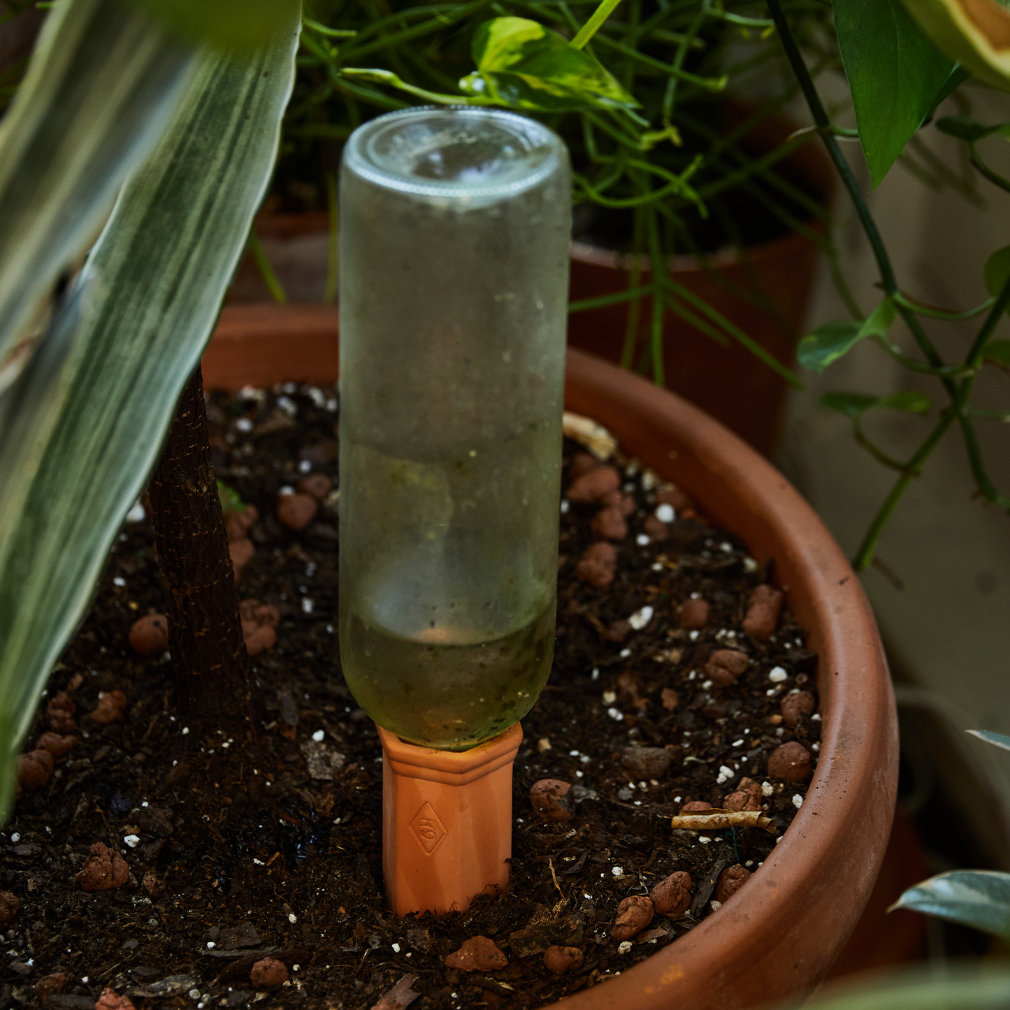 Terracotta Plant Water Drippers, set of 2, are self-watering devices placed in the soil of a potted plant amid other greenery to provide consistent moisture.