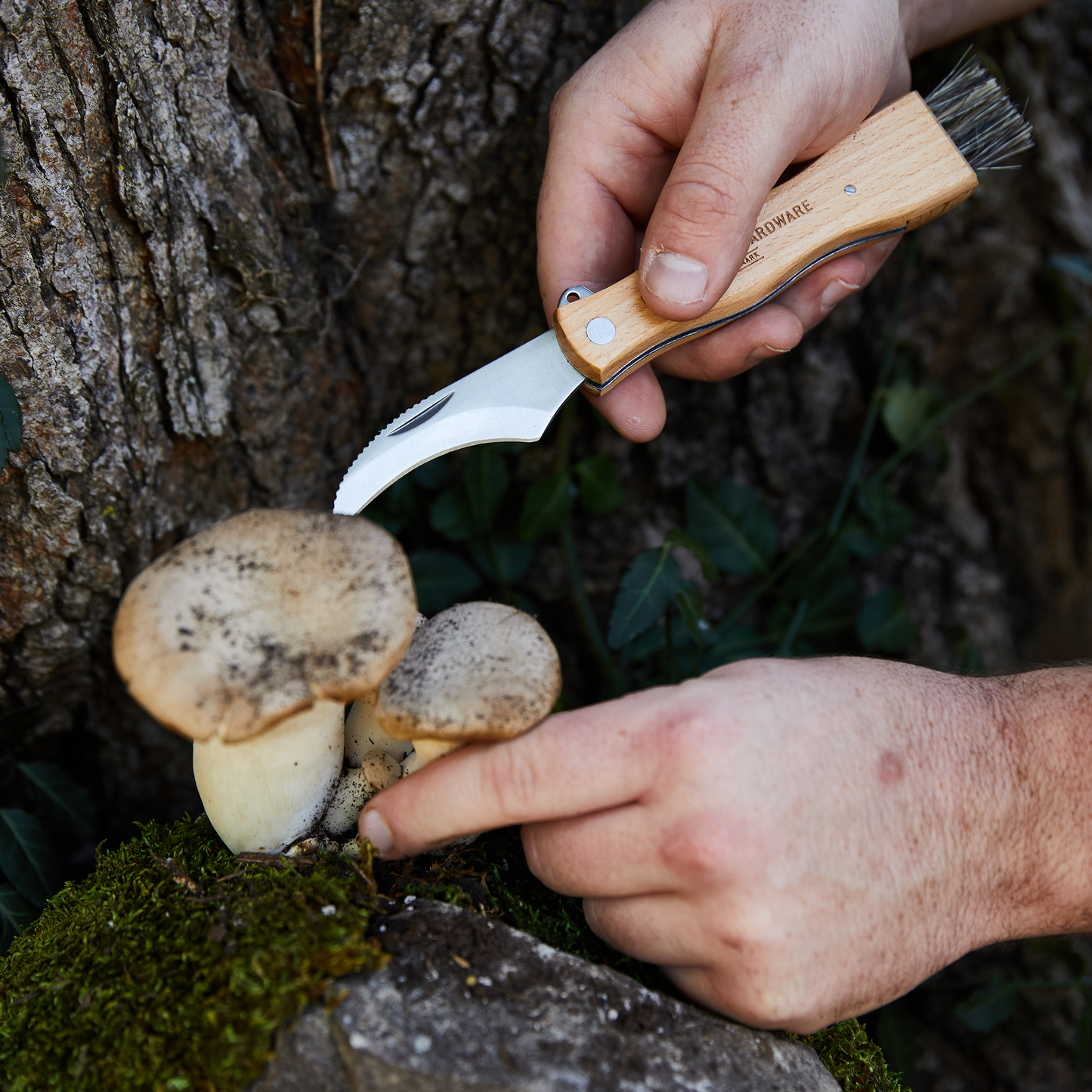 A person uses a Foraging Knife with a stainless-steel blade to harvest wild mushrooms growing on moss at the base of a tree.