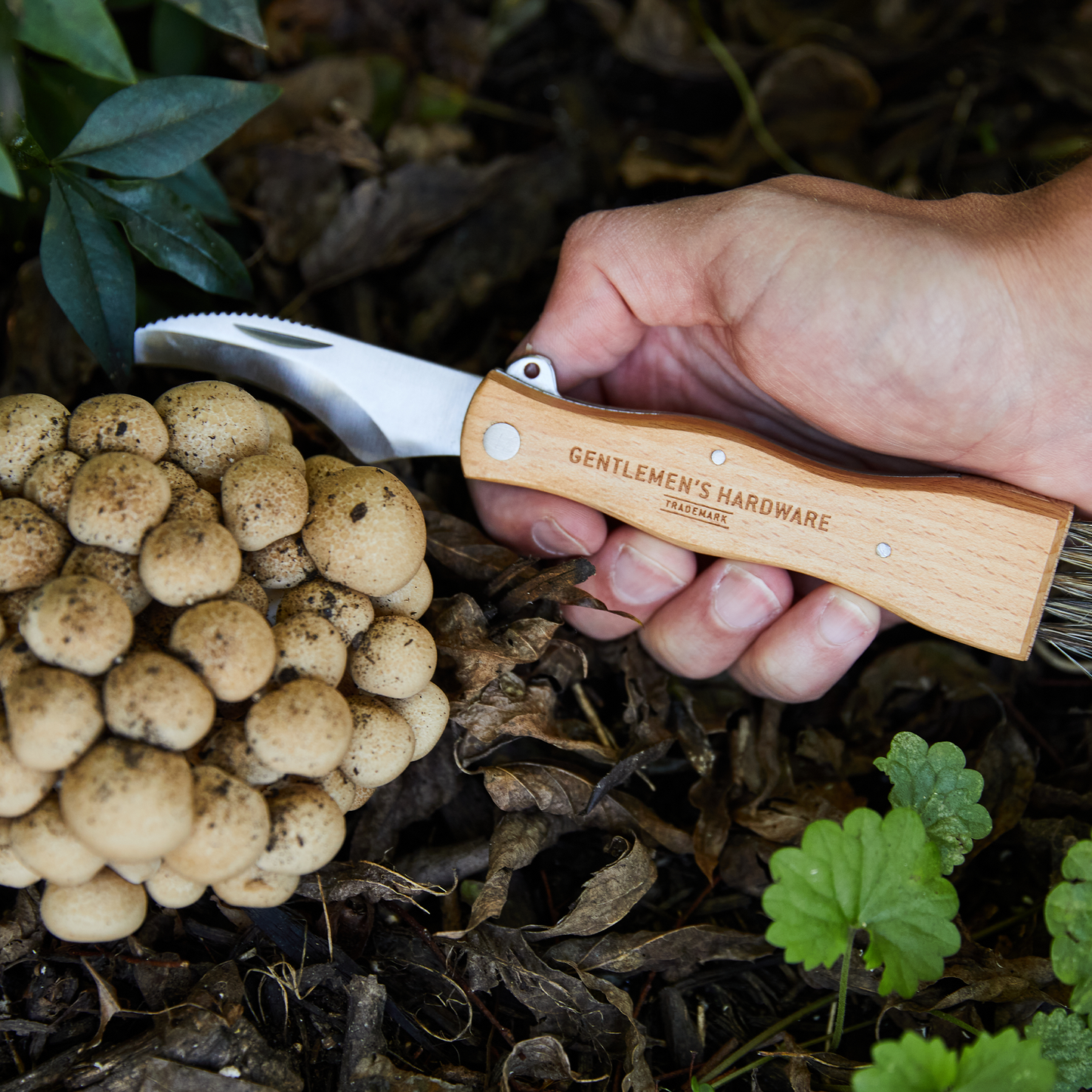 A hand uses the Foraging Knife, with a stainless-steel blade, to harvest a cluster of mushrooms growing from soil among green plants.