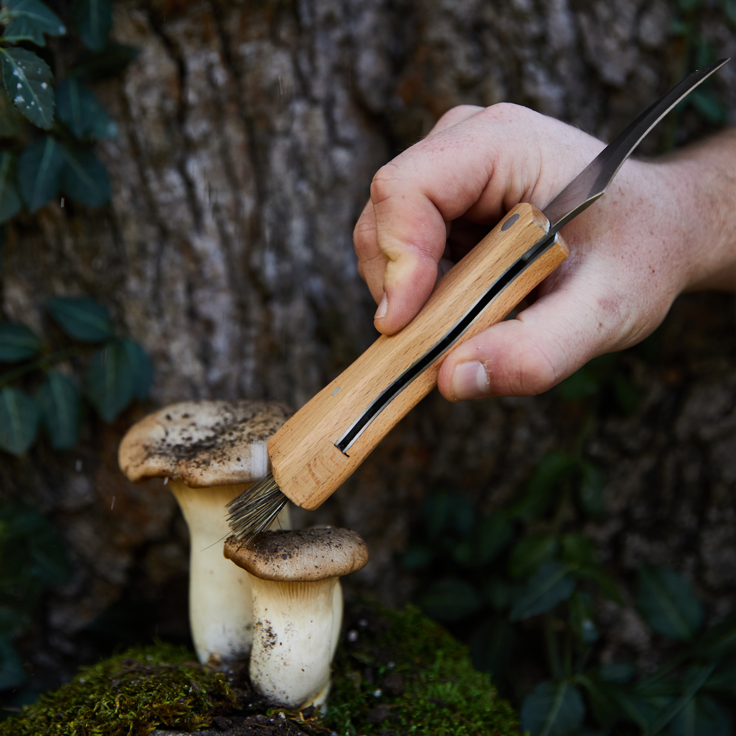 A hand uses a Foraging Knife with a wooden handle, stainless-steel blade, and brush to clean two mushrooms growing at the base of a tree.