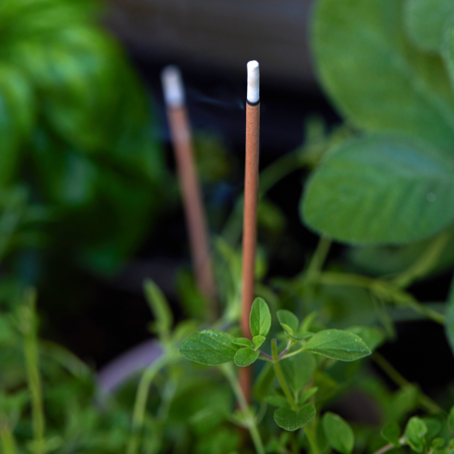 Garden Incense in garden