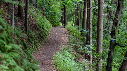 Nature trail with forest on each side