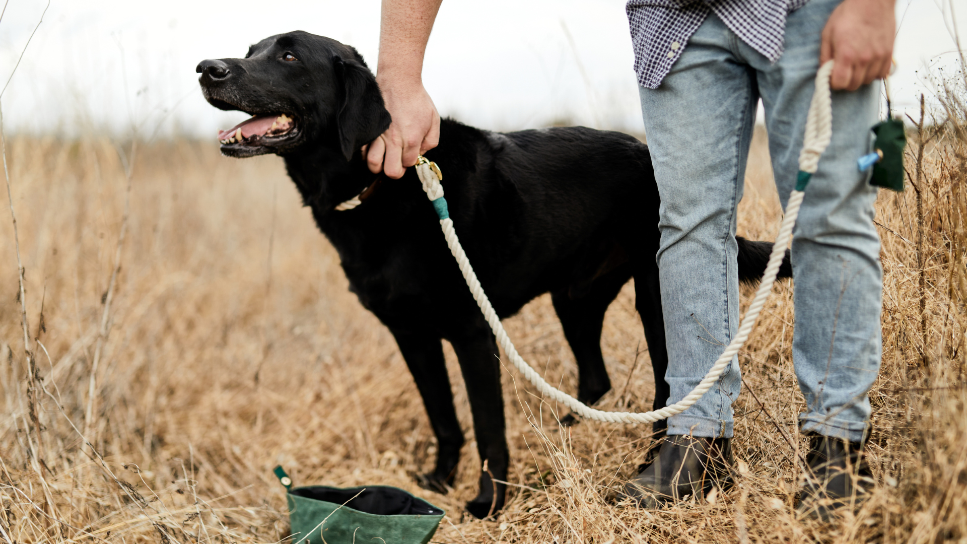 Dog in a field with owner wearing Field + Wander leash with portable water bwol