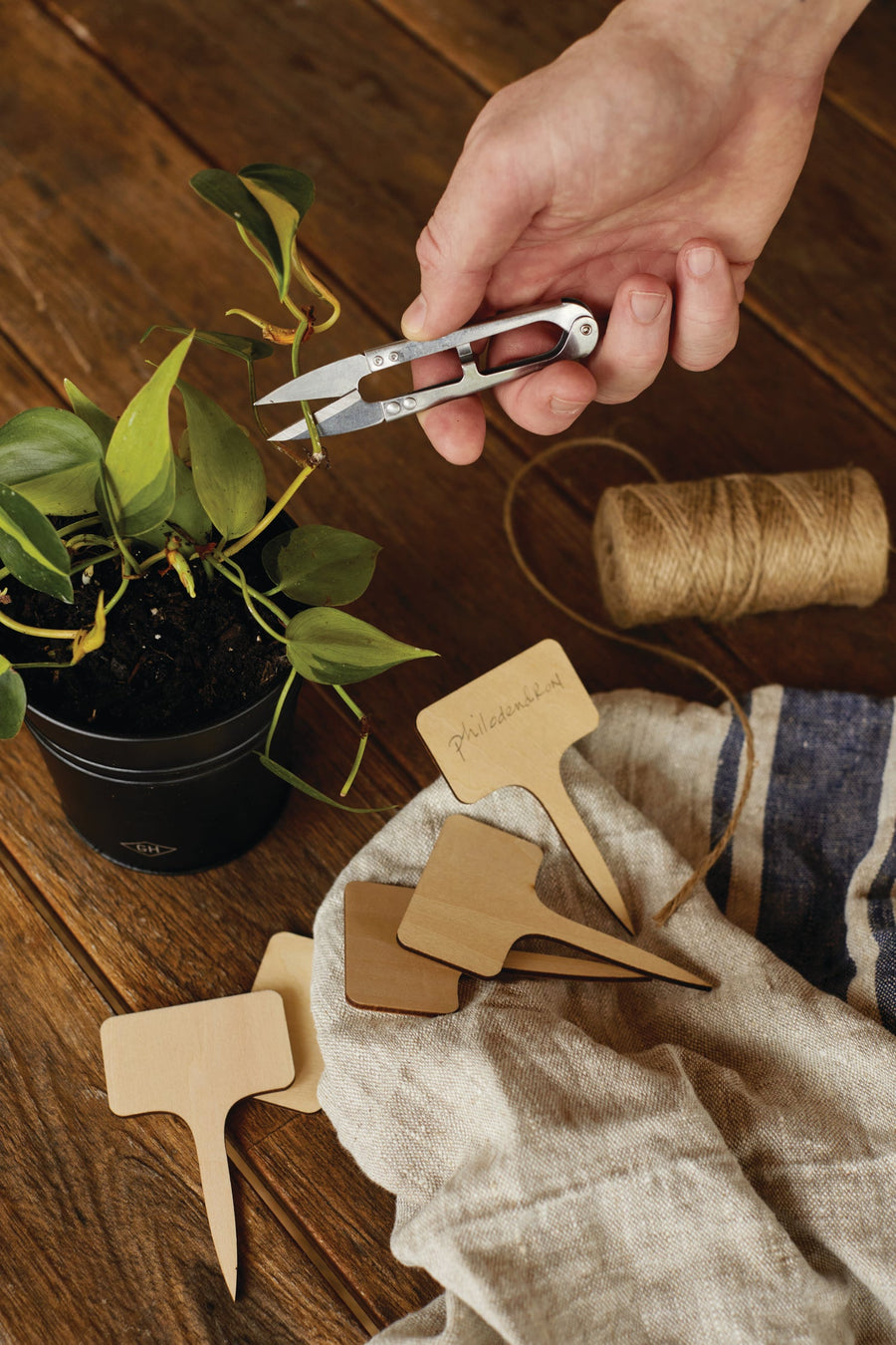 Gardener using mini shears to trim plant in a pot with garden stakes and twine on a table