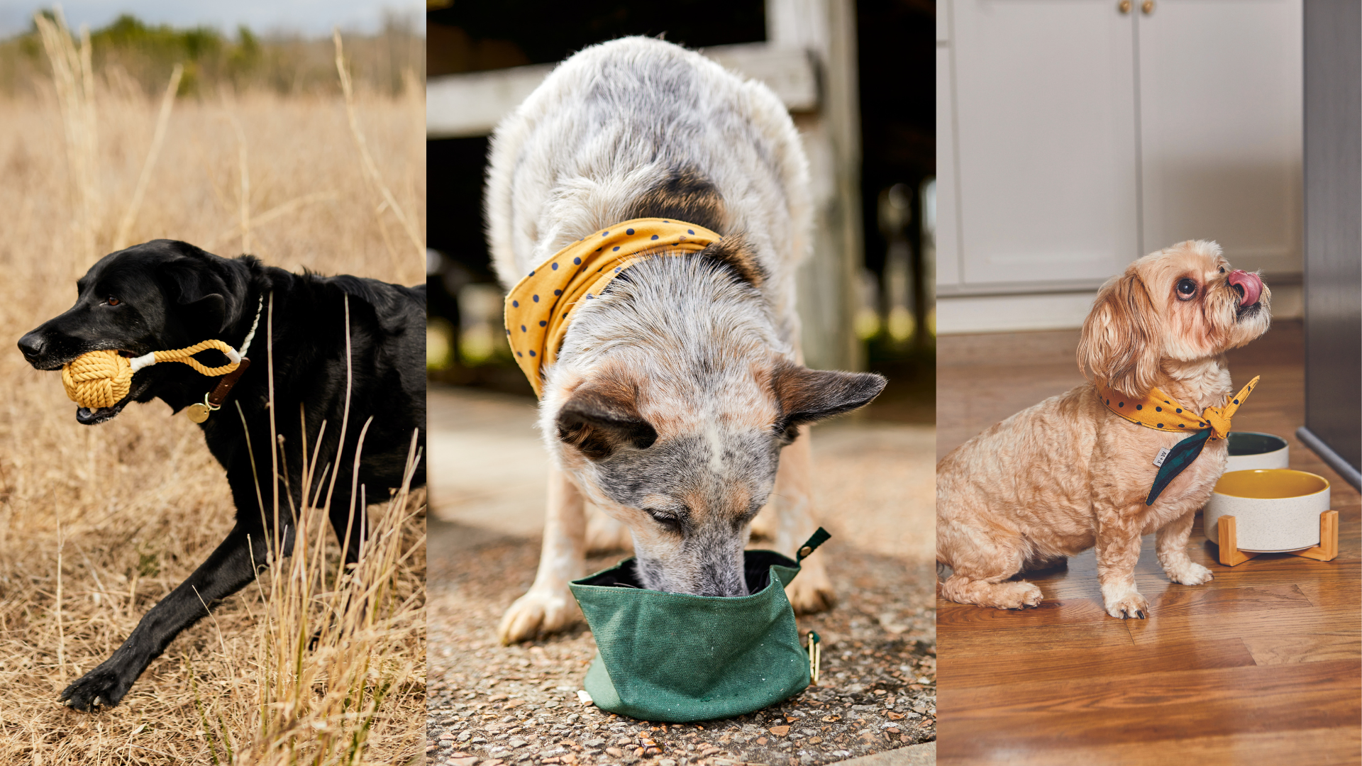 Three side by side images of dogs displaying Field and Wander products